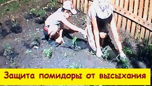 Защита  помидоры