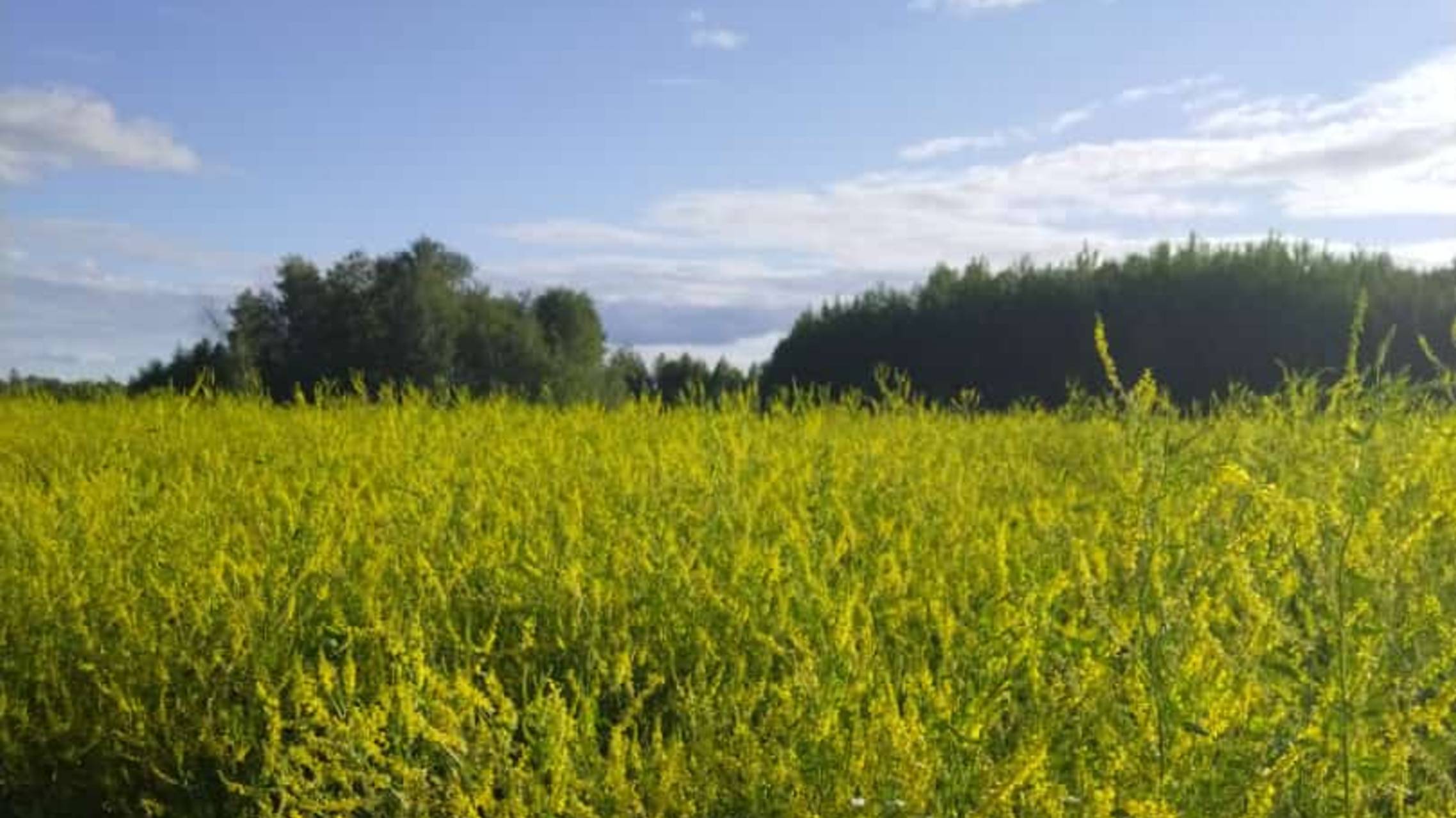 ДОЛГОЖДАННАЯ КАЧКА МЕДА! смотреть онлайн