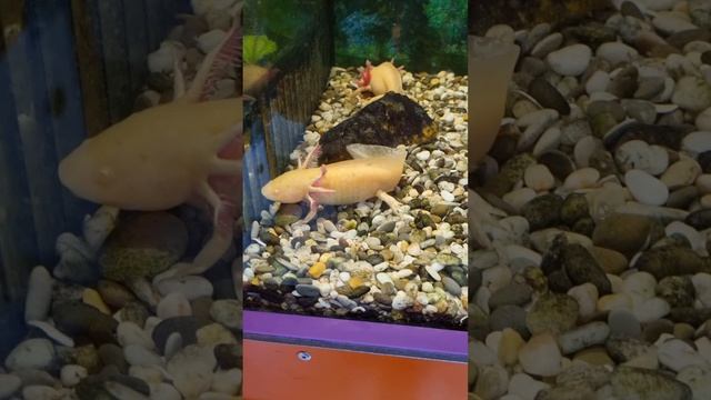 Наутилус Омск смотреть онлайн