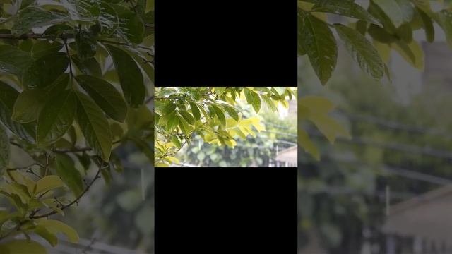 Fall asleep faster, relax, meditate to calm sounds of nature! Subscribe for full videos. #shorts смотреть онлайн