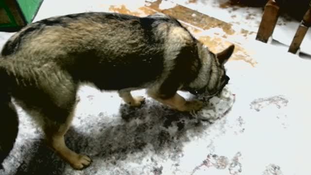 Собака играет с пластиковой бутылкой смотреть онлайн