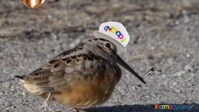 Whimsical Woodcock смотреть онлайн