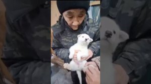 Ыт быһаарыыта