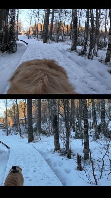 Золотистый ретривер Лея на прогулке в Карелии! прособак питомцы собаки