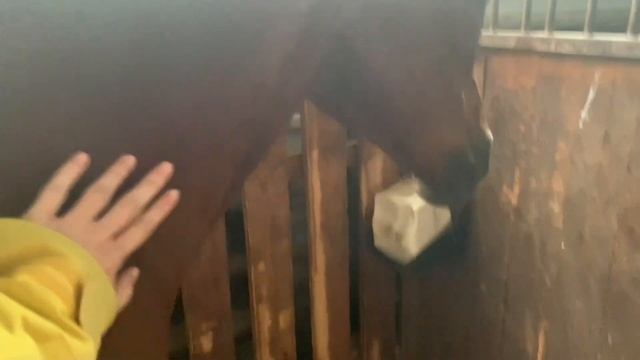 ПАДЕНИЕ с лошади😳 влог с соревнований по конкуру смотреть онлайн