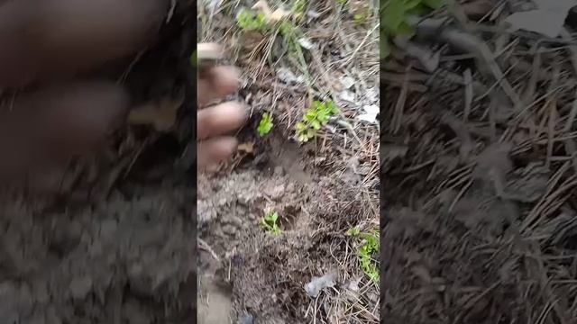 Приборный поиск в лесу.