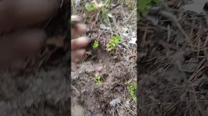Приборный поиск в лесу.
