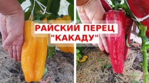 Сладкий гигант на вашем участке: перец "Какаду"