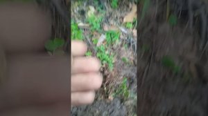 Коп в лесу. Приборный поиск в лесу.