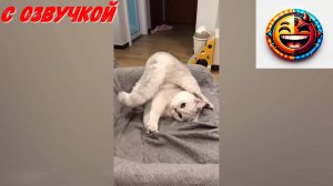 ПРИКОЛЫ С КОТАМИ! Смешные ЖИВОТНЫЕ с озвучкой! Смешные коты! Угараем вместе 🤣💕 #2981