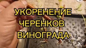 УКОРЕНЕНИЕ ЧЕРЕНКОВ ВИНОГРАДА.