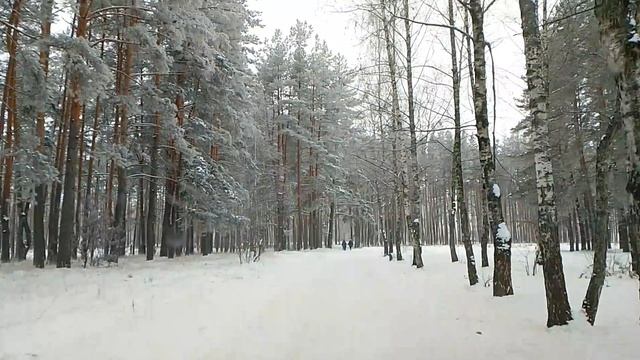 ❄️ Зимняя сказка: Снежные пейзажи морозного леса 🌨️