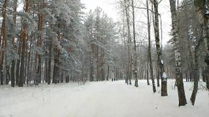 ❄️ Зимняя сказка: Снежные пейзажи морозного леса 🌨️