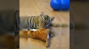 детская песенка тигренок с грусными глазами