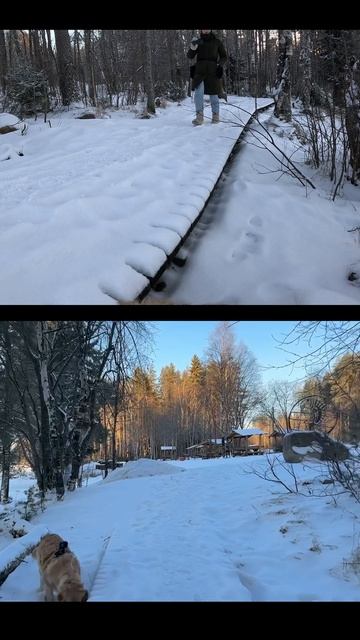 Прогулка с собакой на природе! goldenretriever dogs