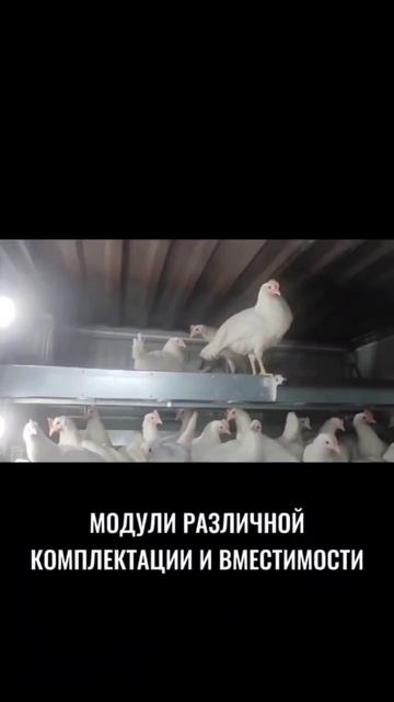 🏡Автоматизированные модули для выращивания домашних птиц