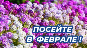Цветы, которые стоит посеять в феврале, чтобы они цвели все лето в саду. Что посеять в феврале