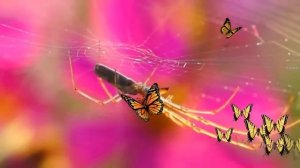 Yakuro  - Solar Wind