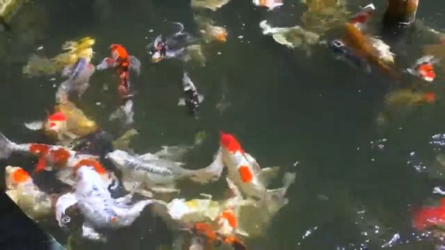 Blackwater Creek Koi Farm: Biosecurity смотреть онлайн