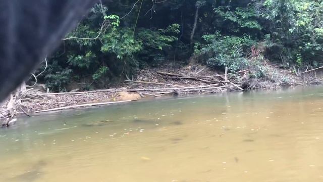 Letupan padu sebarau guna gewang popper смотреть онлайн