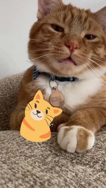 Clever Funny Cats Speaking English #shorts смотреть онлайн