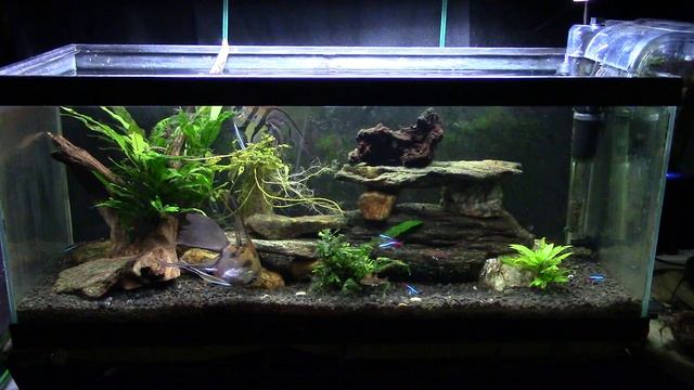 Aquarium Lighting, Color Temp. and Cyanobacteria