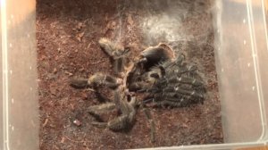 Tarantula molting timelapse