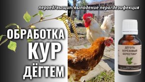 Как обработать кур дёгтем, чтобы защитить их от расклёва, пероеда, паразитов и выпадения пера?
