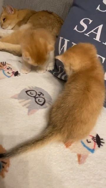 ЗОЛОТЫЕ МИМИШНЫЕ КОТЯТА#shorts#