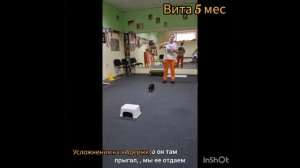 Такса учит выдержку