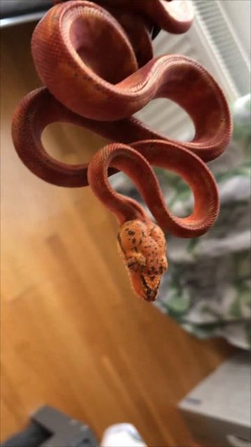 BEAUTIFUL Amazon Tree Boa with Red Eyes смотреть онлайн
