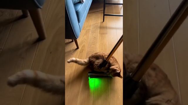 Ржу не могу подборка приколов с домашними животными