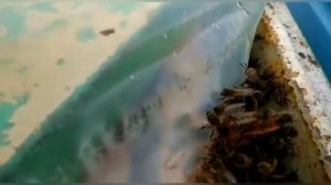 Как собирать Пыльцу!!!