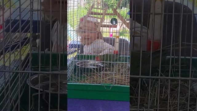 Как Злата попугая купала As Zlata bathed parrot
