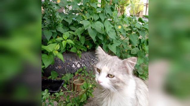 1000024609.mp4 смотреть онлайн