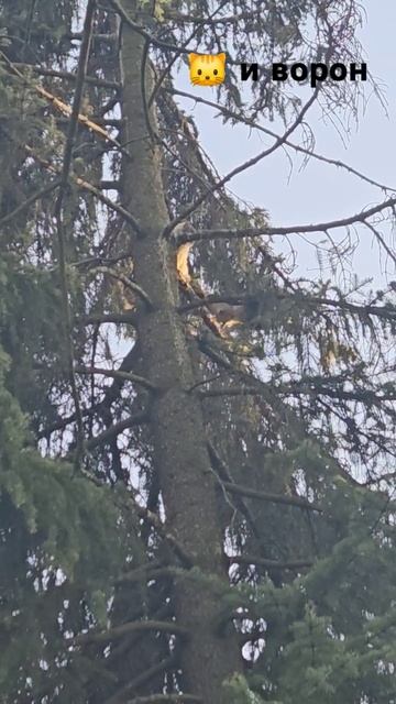 спасение кота от ворона #природа #лето #кот #ворон смотреть онлайн