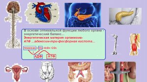 Первичная профилактика в здравоохранении / Управляемые гипоксические тренировки