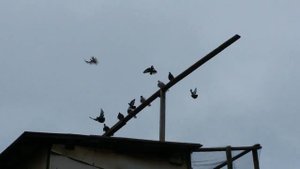 Тренировки  партии малышей николаевских голубей. г. Самара.  Олег Костяков.