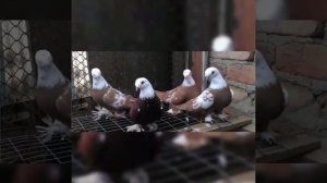 Благодарненские бойные голуби
