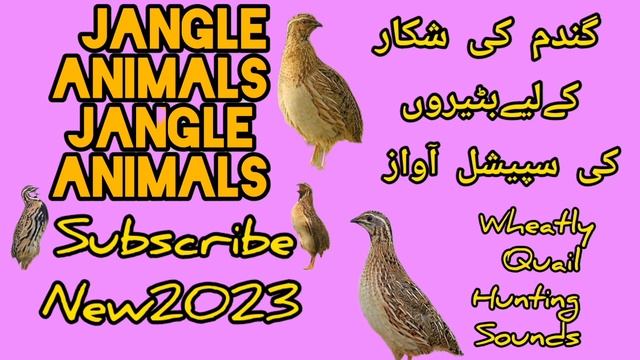 Batair ki awaz suba ke liye quail sound morning hunting گندم کی بٹیروں کے لئے زبردست آواز