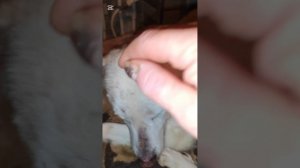 Мама Белла уверенно идёт на поправку