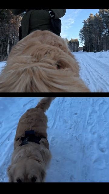 Как видит прогулку золотистый ретривер и хозяин? золотистыйретривер