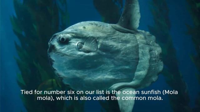 Top 10 biggest fish in the world смотреть онлайн