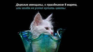 №52. Кошки, снова кошки, или опять? (муз. "Cafe Concert", гитара Francis Goya)