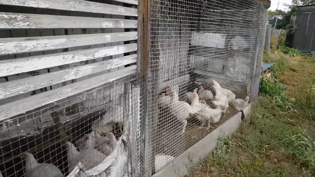 Гуси лапчатые и куры домашние смотреть онлайн