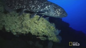 Латимерия, или в поисках целаканта