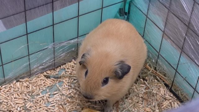 Морские свинки на выставке "Зоопалитра" 08.02.2025 смотреть онлайн