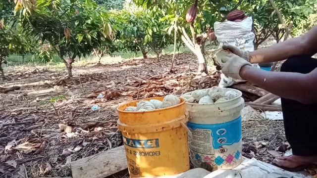 Hasil panen kakao klon 45 metode P3S || Hasil panen buah kakao klon mcc02 смотреть онлайн