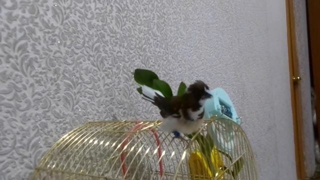 Амадин поёт и играет в цветке смотреть онлайн