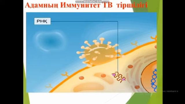 Шетпе гимназиясы. Атшыбаева Ғ. 7сн. Вирустар-олардың құрылысындағы ерекшеліктері. смотреть онлайн